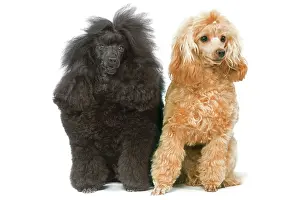 Caniche: Dog - Miniature Poodles in studio