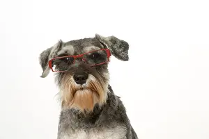 Schnauzers: Dog Miniature Schnauuzer wearing glasses