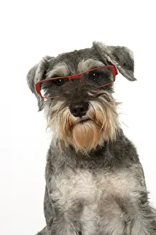 Schnauzers: Dog Miniature Schnauuzer wearing glasses