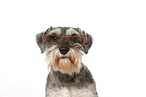 Schnauzer: Dog Miniature Schnauuzer wearing glasses