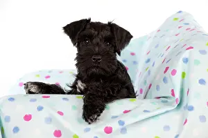 Sofas: Dog - Miniature Schnauzer - 10 week old puppy -