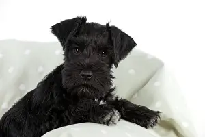 Sofas: Dog - Miniature Schnauzer - 10 week old puppy -