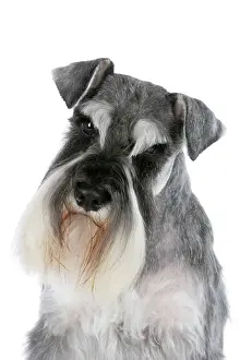 Moustache: Dog - Miniature Schnauzer