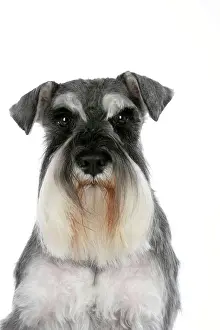 Moustache: Dog - Miniature Schnauzer