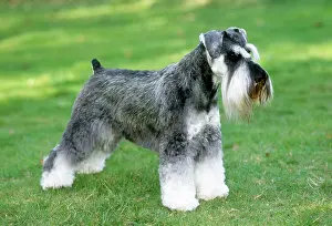Docked: Dog - Miniature Schnauzer
