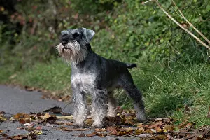 Schnauzers: Dog Miniature Schnauzer