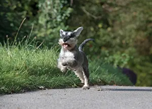 Schnauzers: Dog Miniature Schnauzer