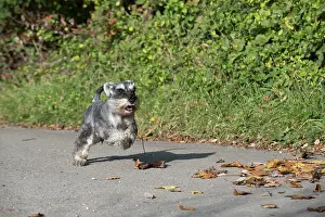 Schnauzers: Dog Miniature Schnauzer