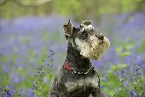 Schnauzers: Dog Miniature Schnauzer
