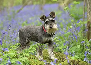Schnauzers: Dog Miniature Schnauzer