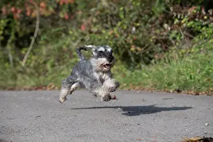 Schnauzer: Dog Miniature Schnauzer