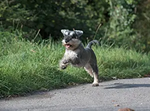 Schnauzer: Dog Miniature Schnauzer