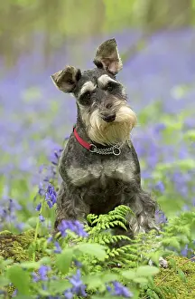 Schnauzer: Dog Miniature Schnauzer
