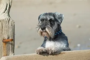Schnauzers: Dog