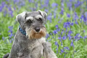 Schnauzer: Dog Miniature Schnauzer in Bluebell wood