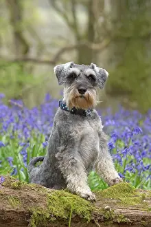Schnauzer: Dog Miniature Schnauzer in Bluebell wood