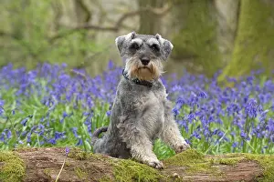 Schnauzer: Dog Miniature Schnauzer in Bluebell wood