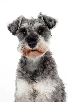 Miniatures: DOG - Miniature schnauzer (clipped)