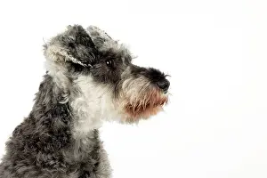 Miniatures: DOG - Miniature schnauzer (clipped)