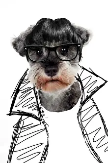 Jacket: DOG - Miniature schnauzer in glasses and jacket