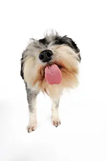 Screen: DOG. Miniature schnauzer licking the screen