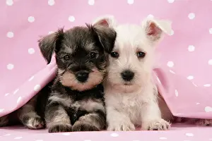 Dog. Miniature Schnauzer puppies (6 weeks old)
