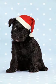 Dogd: Dog. Miniature Schnauzer puppy (6 weeks old) on