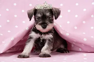 Tiara: Dog. Miniature Schnauzer puppy (6 weeks old) on