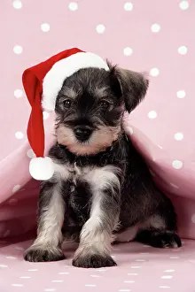 Dog. Miniature Schnauzer puppy (6 weeks old) on