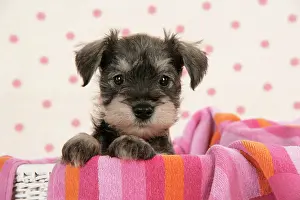 Basket: Dog. Miniature Schnauzer puppy (6 weeks old)