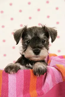 Basket: Dog. Miniature Schnauzer puppy (6 weeks old)