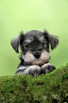 Utility: Dog. Miniature Schnauzer puppy (6 weeks old) on a mossy log