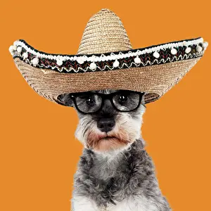 Spectacles: DOG - Miniature schnauzer wearing glasses and sombrero