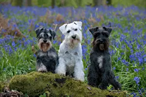 Schnauzer: DOG - Miniature Schnauzers - in bluebells