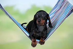 Hammock: DOG - Miniature short haired dachshund laying in hammock