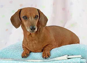Laundry: Dog - Miniature Short Haired Dachshund - lying