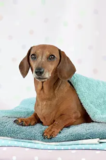 Laundry: Dog - Miniature Short Haired Dachshund - lying