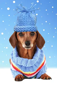 Jumper: Dog - Miniature Short Haired Dachshund - wearing jumper