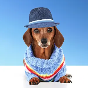 Clothes: Dog - Miniature Short Haired Dachshund - wearing jumper and