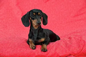 Dachsund: DOG - Miniature short haired dachsund sitting on red blanket