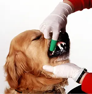 Obedience: DOG - Misc. Teeth being cleaned Golden Retriever