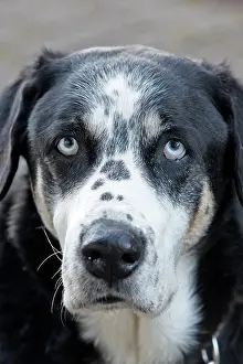 Mongrels: Dog - Mongrel - abandoned in road