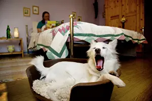 Bedroom: Dog - Mongrel in basket in bedroom - yawning