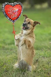Begs: Dog - Mongrel begging, on hind legs