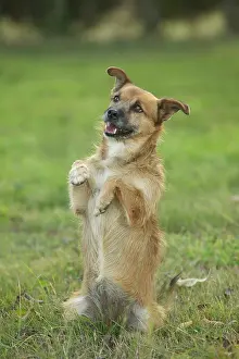 Begging: Dog - Mongrel begging, on hind legs
