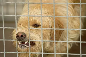 Orphan: Dog - Mongrel, biting bars at rescue centre