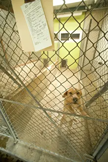 Choosing: Dog - mongrel in cage at rescue centre