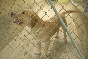 Choosing: Dog - mongrel in cage at rescue centre