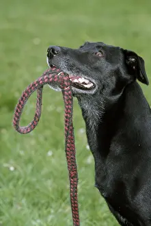 Mongrel: DOG - MONGREL - holding leash / lead in mouth