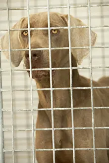 Pens: Dog - Mongrel looking through cage bars
